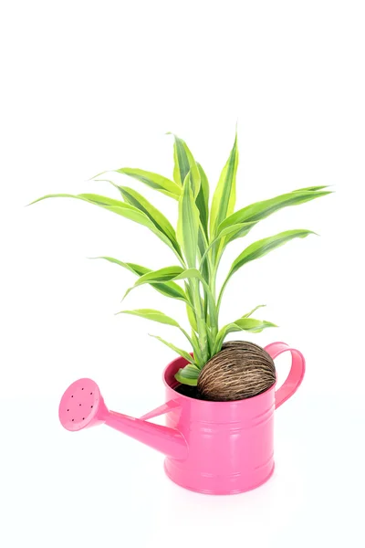 Plant in moer — Stockfoto