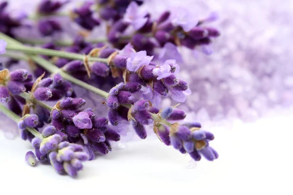 Lavendel — Stockfoto