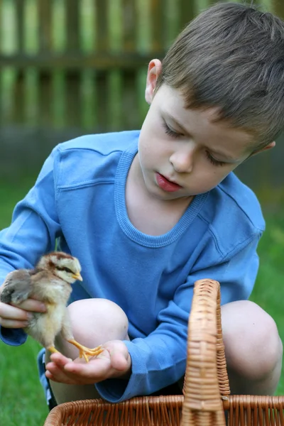 Мальчик и курица — стоковое фото