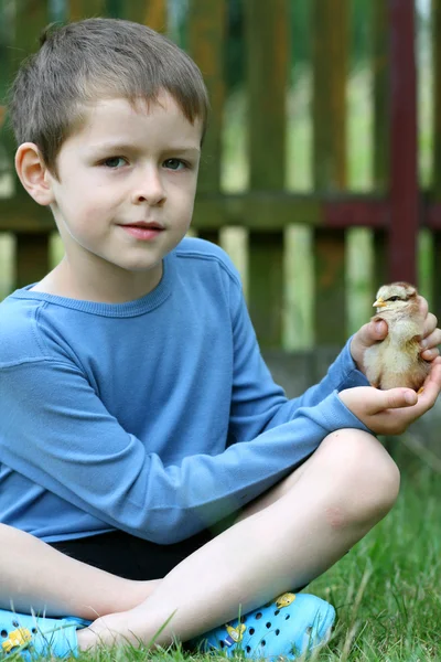 Мальчик и курица — стоковое фото