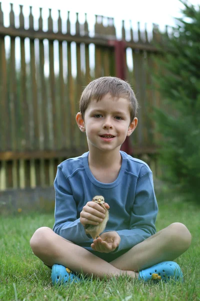 Хлопчик і курячі — стокове фото