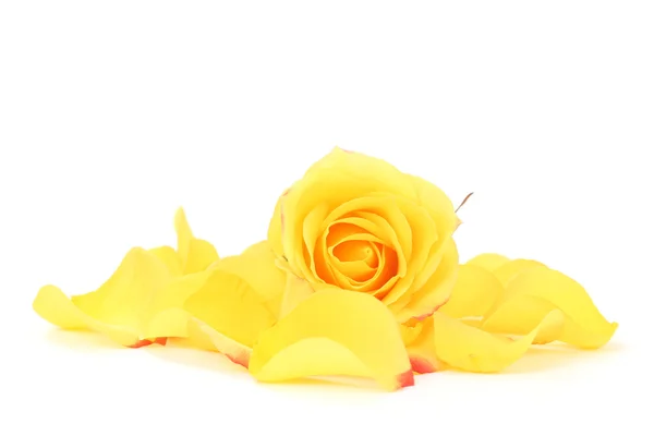 Keltainen ruusu — kuvapankkivalokuva