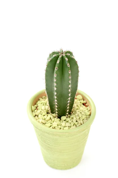 stock image Cactus