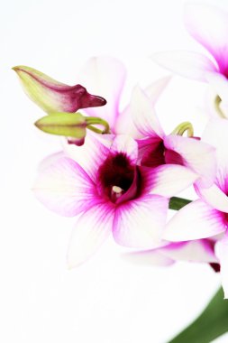 Orchid clipart