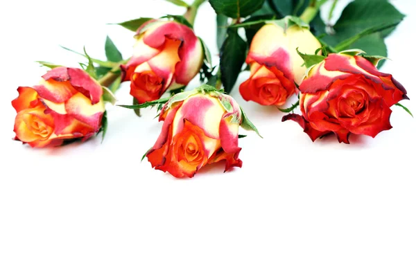 Vijf rozen — Stockfoto