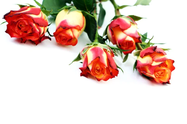 П'ять троянд — стокове фото