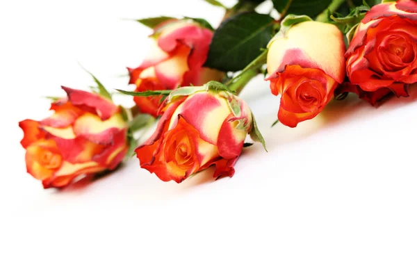 Cinco rosas — Foto de Stock