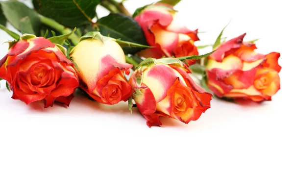 Cinco rosas — Fotografia de Stock