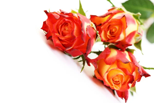 Three roses — Stock Photo, Image