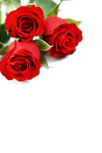 Три троянд — стокове фото