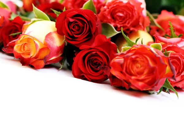 Muchas rosas. — Foto de Stock