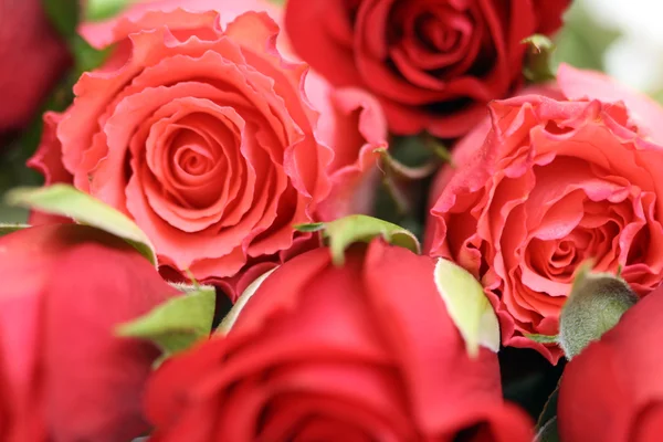 Muchas rosas. —  Fotos de Stock