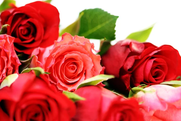 Muchas rosas. — Foto de Stock