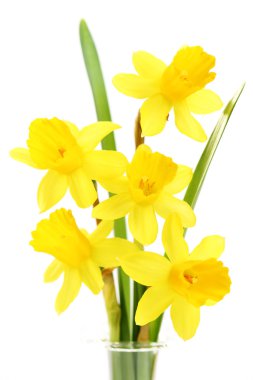 Daffodils clipart