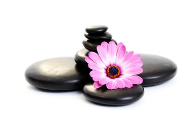 black pebbles with pink flower isolated on white clipart