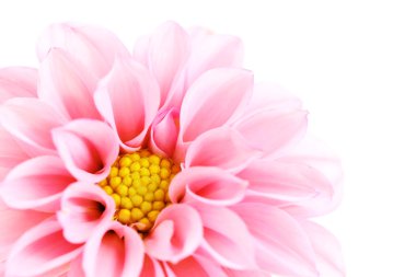 close-ups of pink dahlia isolated on white - flowers and plants clipart