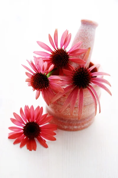 Echinacea kwiaty — Zdjęcie stockowe