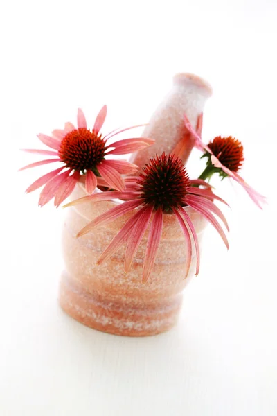 Echinacea flowers — Stock Photo, Image