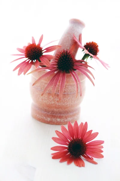 Echinacea λουλούδια — Φωτογραφία Αρχείου