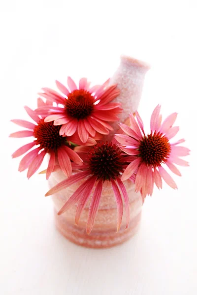 Echinacea virágok — Stock Fotó