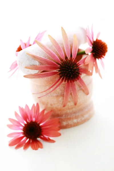 松果菊的花 — 图库照片