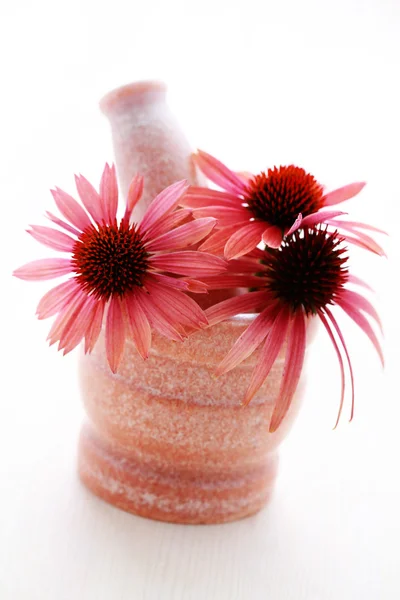Echinacea virágok — Stock Fotó