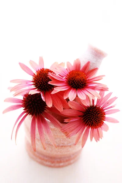 松果菊的花 — 图库照片