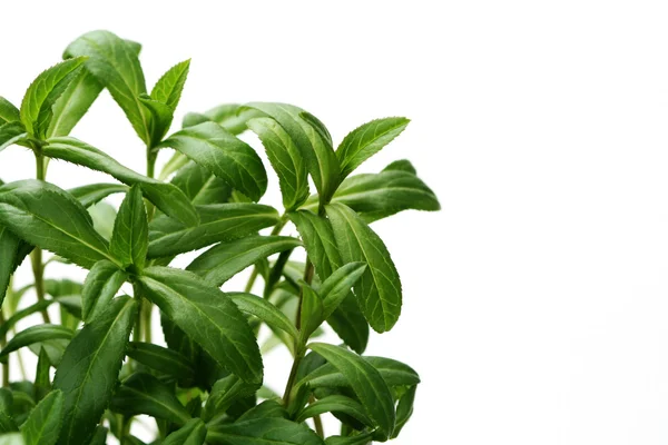 stock image Tarragon