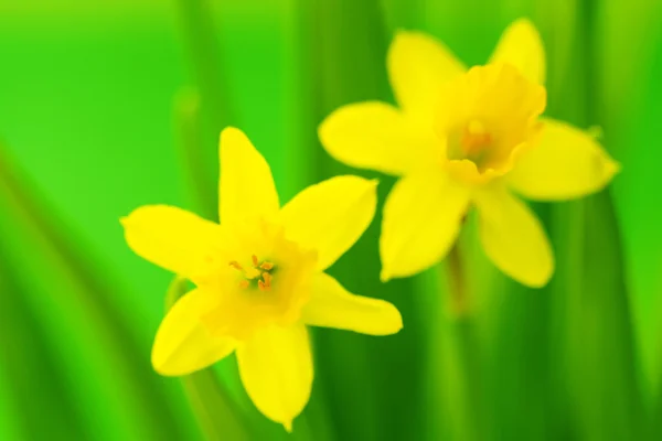 Narcisos Primavera Sobre Fondo Verde Flores Plantas —  Fotos de Stock
