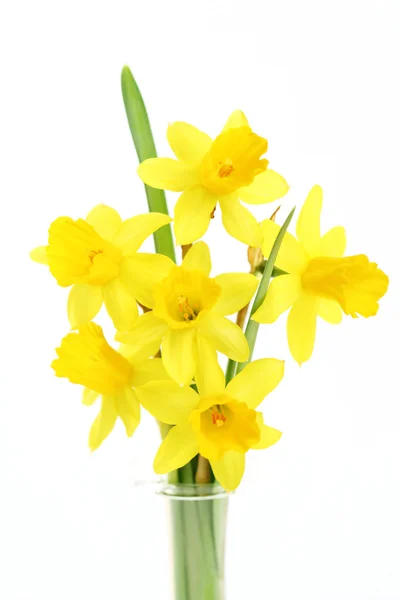 Spring Daffodils White Background Flowers Plants — Stock Photo, Image