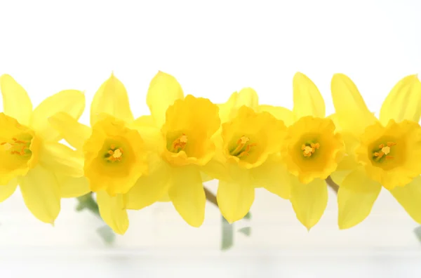 Spring Daffodil White Background Flowers Plants — Stock Photo, Image