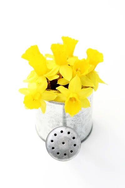 Весенний Нарцисс Белом Фоне Цветы Растения — стоковое фото