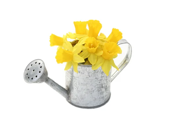 Весняний Нарцис Білому Тлі Квіти Рослини — стокове фото
