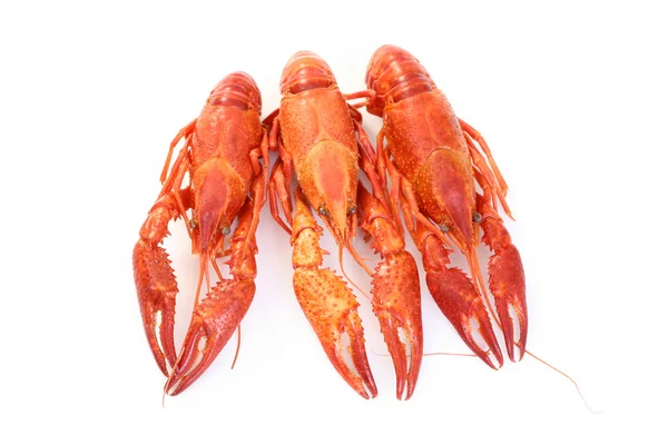 stock image Crawfishes