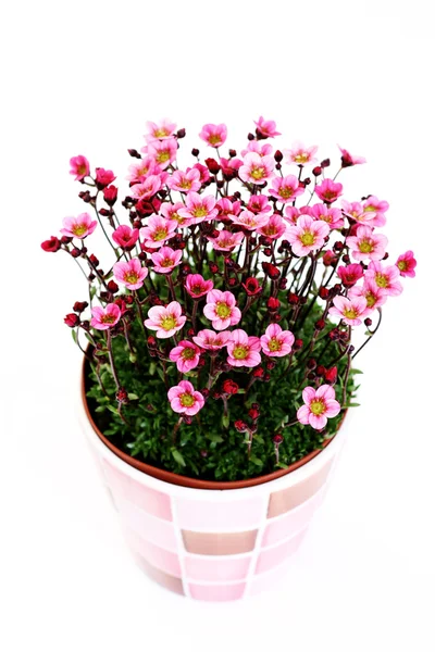 Kleine Roze Bloemen Witte Achtergrond — Stockfoto