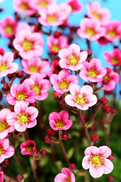 Kleine Roze Bloemen Blauwe Achtergrond — Stockfoto