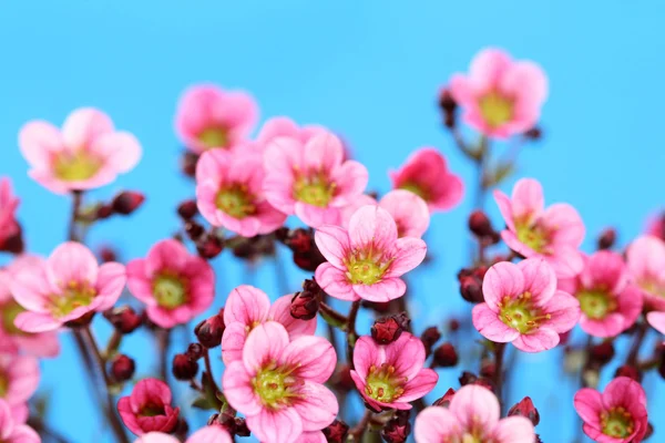 stock image little pink flowers on blue background