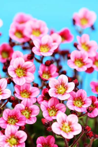 Kleine Roze Bloemen Blauwe Achtergrond — Stockfoto
