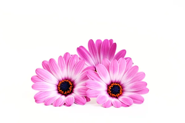 三个美丽的粉红色花朵 在白色背景上 — 图库照片