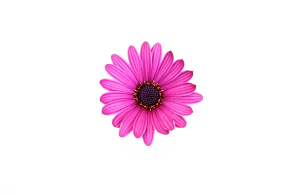 Beyaz Arka Planda Güzel Pembe Çiçek — Stok fotoğraf