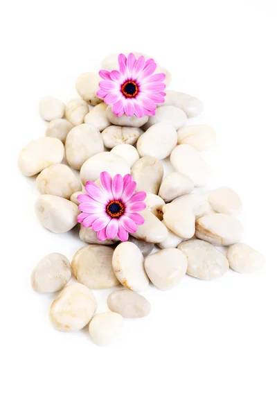 Weiße Steine Und Blumen Isoliert Auf Weiß — Stockfoto