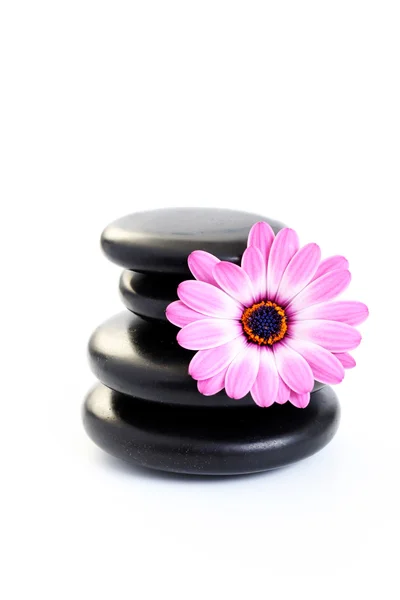 Fekete Kavics Elszigetelt Fehér Rózsaszín Virág — Stock Fotó