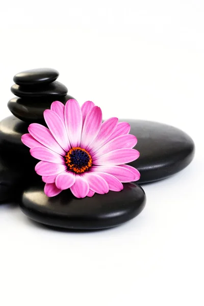 Fekete Kavics Elszigetelt Fehér Rózsaszín Virág — Stock Fotó