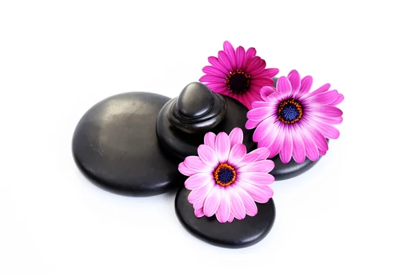 Svart Pebbles Med Rosa Blomma Isolerad Vit — Stockfoto