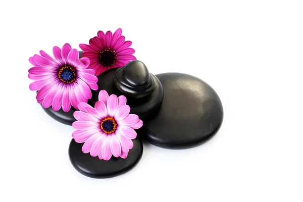 Чорна Галька Рожевою Квіткою Ізольована Білому — стокове фото