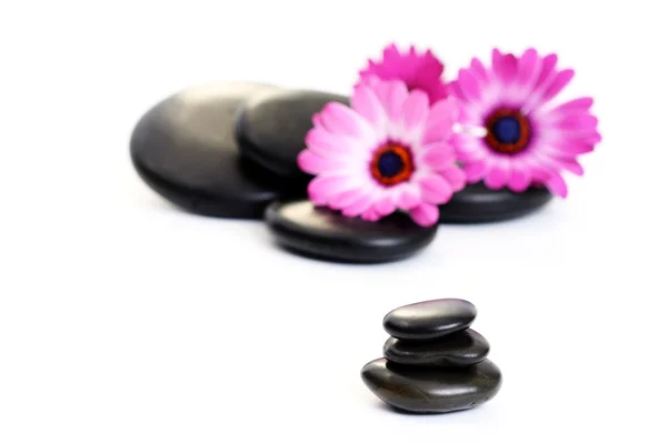 黑色鹅卵石与粉红色的花上白色隔离 — 图库照片