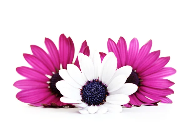 Τρία Όμορφα Ροζ Λουλούδια Άσπρο Φόντο — Φωτογραφία Αρχείου