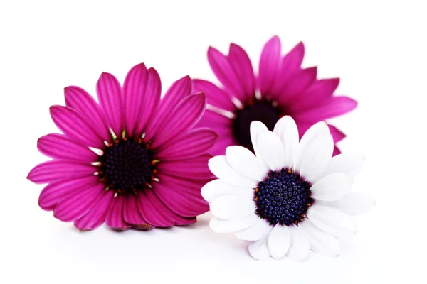 三个美丽的粉红色花朵 在白色背景上 — 图库照片