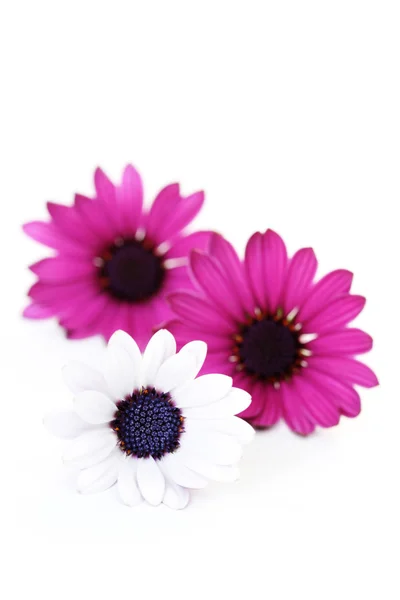 Beyaz Zemin Üzerinde Güzel Pembe Çiçekler — Stok fotoğraf