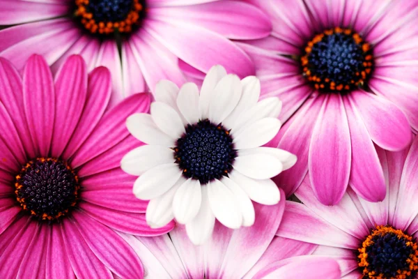 Achtergrond Van Mooie Roze Witte Bloemen — Stockfoto